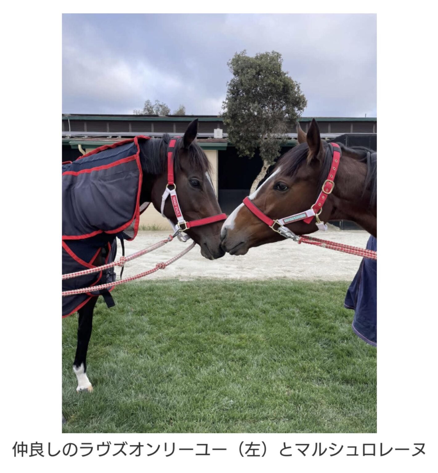 シーザー on X: 