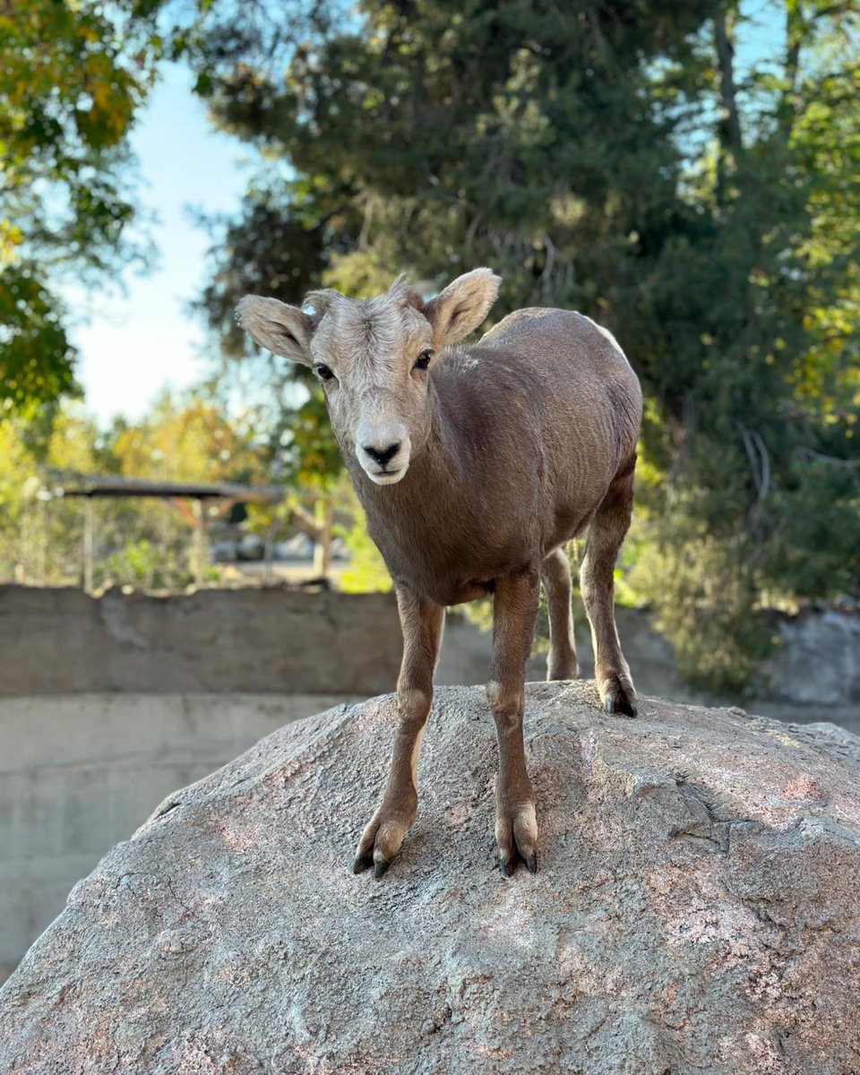Our next Free Day is tomorrow, November 3! Free Day ticket reservations are only available on our website on a first-come, first-served basis. Please only plan on arriving if you have tickets. 

We have more Free Days throughout the year! Learn more: denverzoo.org/free-days/