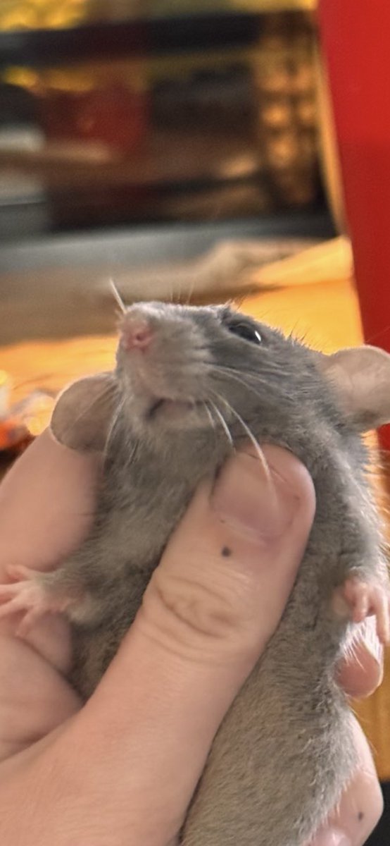 You ratted your last touille