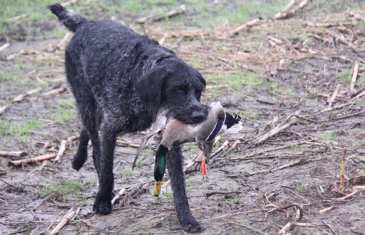 Pittwaterfowler's tweet photo. An OG go today to see if the birds are picking up. Much longer day than normal but we managed to pick of some ducks and little geese. Kept the dogs busy!! #pittwaterfowlers #reliableinthefield #lab #draht https://t.co/LptAEUftnQ