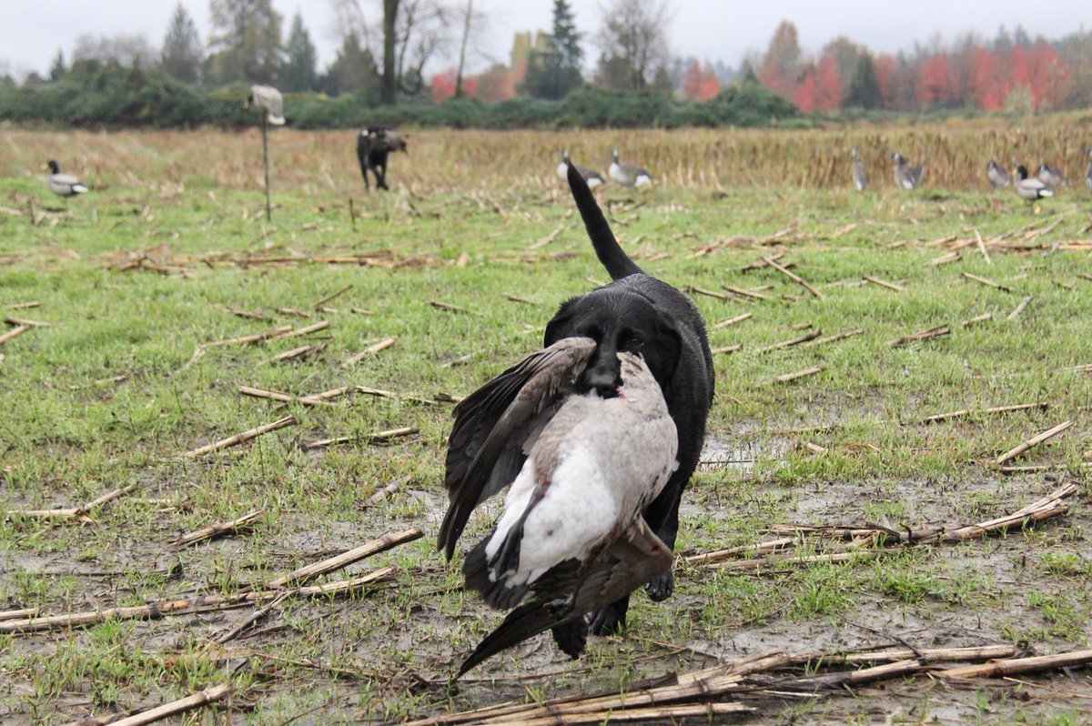 Pittwaterfowler's tweet photo. An OG go today to see if the birds are picking up. Much longer day than normal but we managed to pick of some ducks and little geese. Kept the dogs busy!! #pittwaterfowlers #reliableinthefield #lab #draht https://t.co/LptAEUftnQ