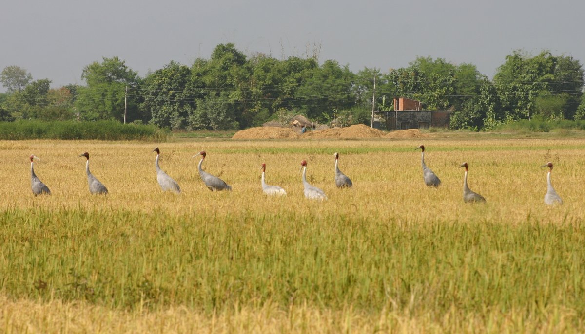 World's tallest flying birds, Sarus Cranes, r here all year round in Lumbini, Nepal. Globally threatened &amp; protected by Nepal's Wildlife Act, more actions needed 2 conserve their habitats! #BirdsOfTwitter #birds #farmlands #wetlands #KBA #Lumbini #Buddha #conservation #Nepal