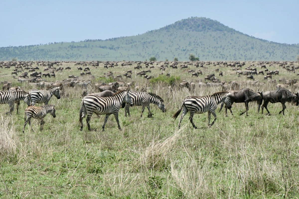 The past 12 days I traveled to Tanzania and Zambia. With 4 colleagues and friends we added 3 days to visit Serengeti. A safari that was absolutely gorgeous. The big trek of millions of animals is the most impressive thing I ever saw on a safari.