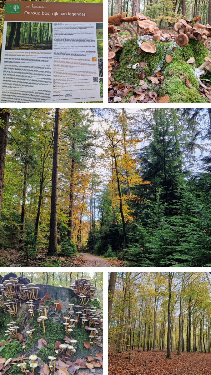 Door een van de oudste bossen van Nederland, de Speulder- en Sprielderbossen op de Veluwe. Dank aan @WolfsWandelplan voor deze fraaie 'Trage Tocht Drie'. Meer bos: deze maand verschijnt 'Onder het bladerdak', mijn boek over tweeduizend jaar woudgeschiedenis, bij <a href="/oorschotboeken/">Van Oorschot</a>