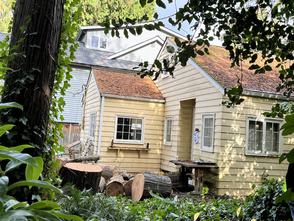 Tree Action Seattle members protesting removal of large trees on the edge of a lot across from Wedgwood Elementary today, they say tree canopy is suffering under latest ordinance.