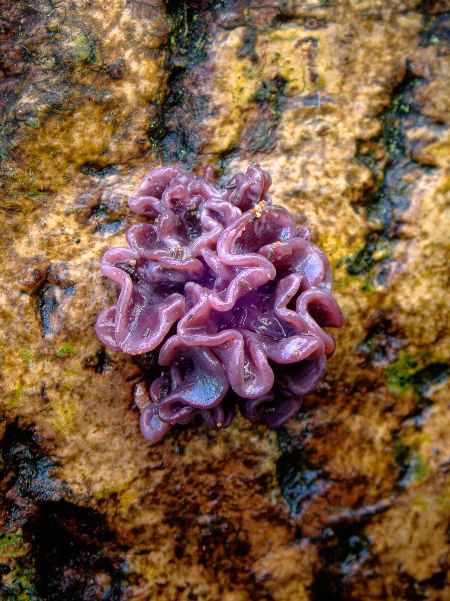 Anthony Speca tweet media