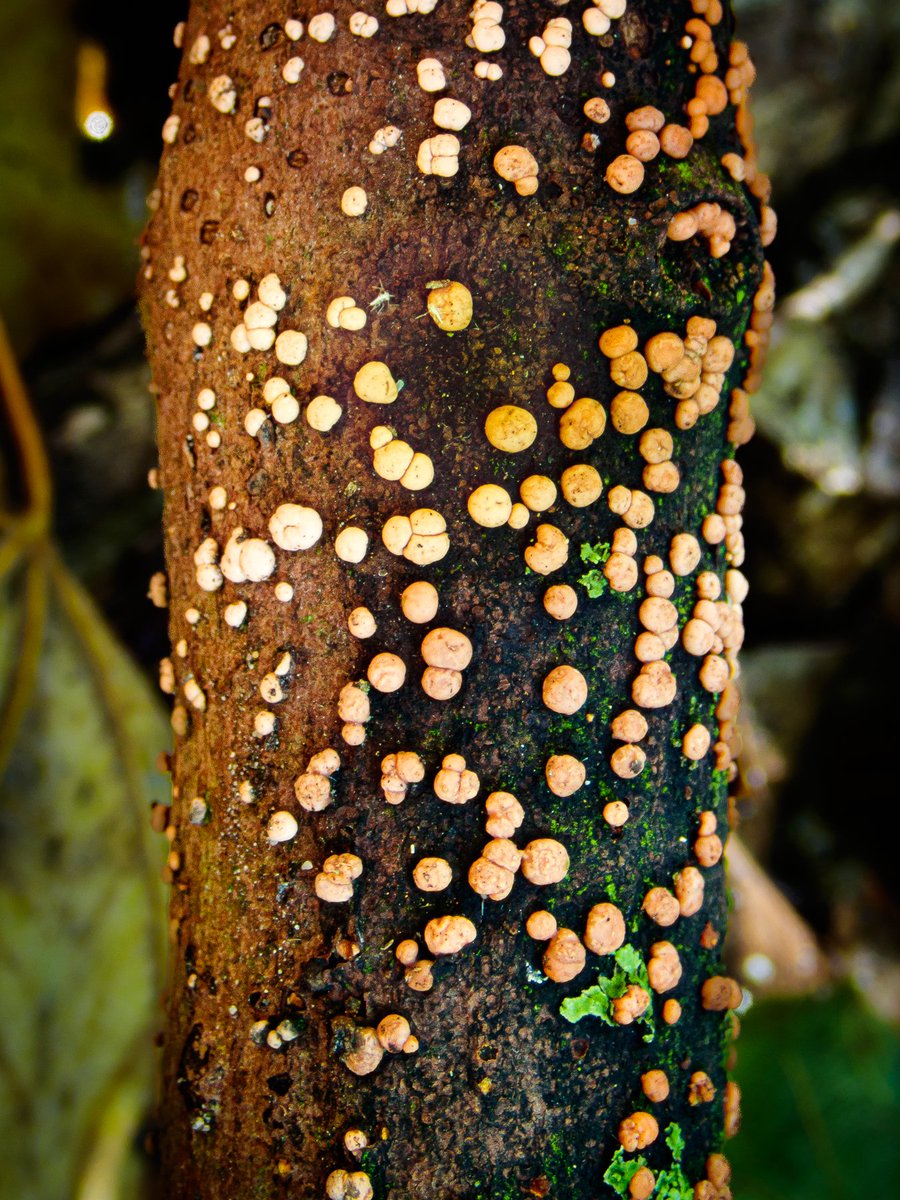 Anthony Speca tweet media