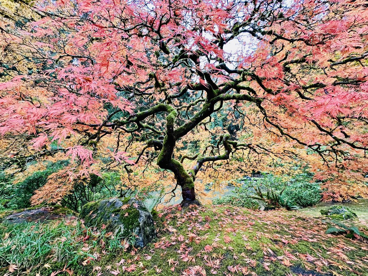 Japanese Maple tree. Truly stunning