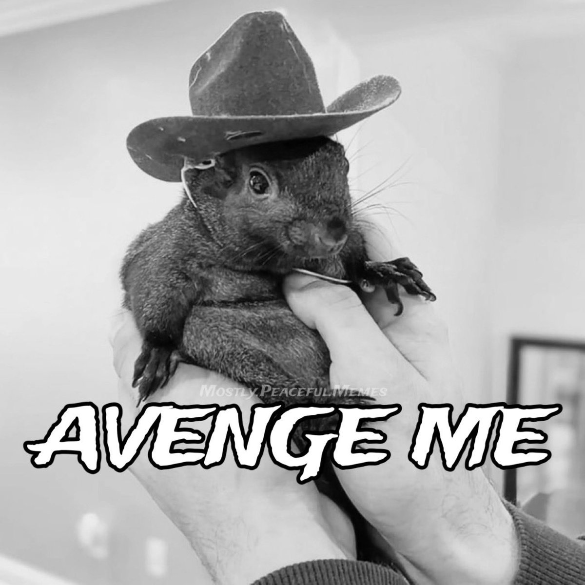 TheBigFraud2020's tweet image. #Peanut #JusticeForPeanut