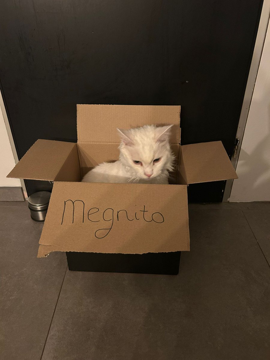 _Megnito_'s tweet photo. @EWNsolana 
Still not clear if she hate it or love it.
Check it out new project 
Cat in a box Erwin schrödingers
@corpitpro 
@silviuflorin84 
@1Crypt0Einstein https://t.co/MH0VxRBphh