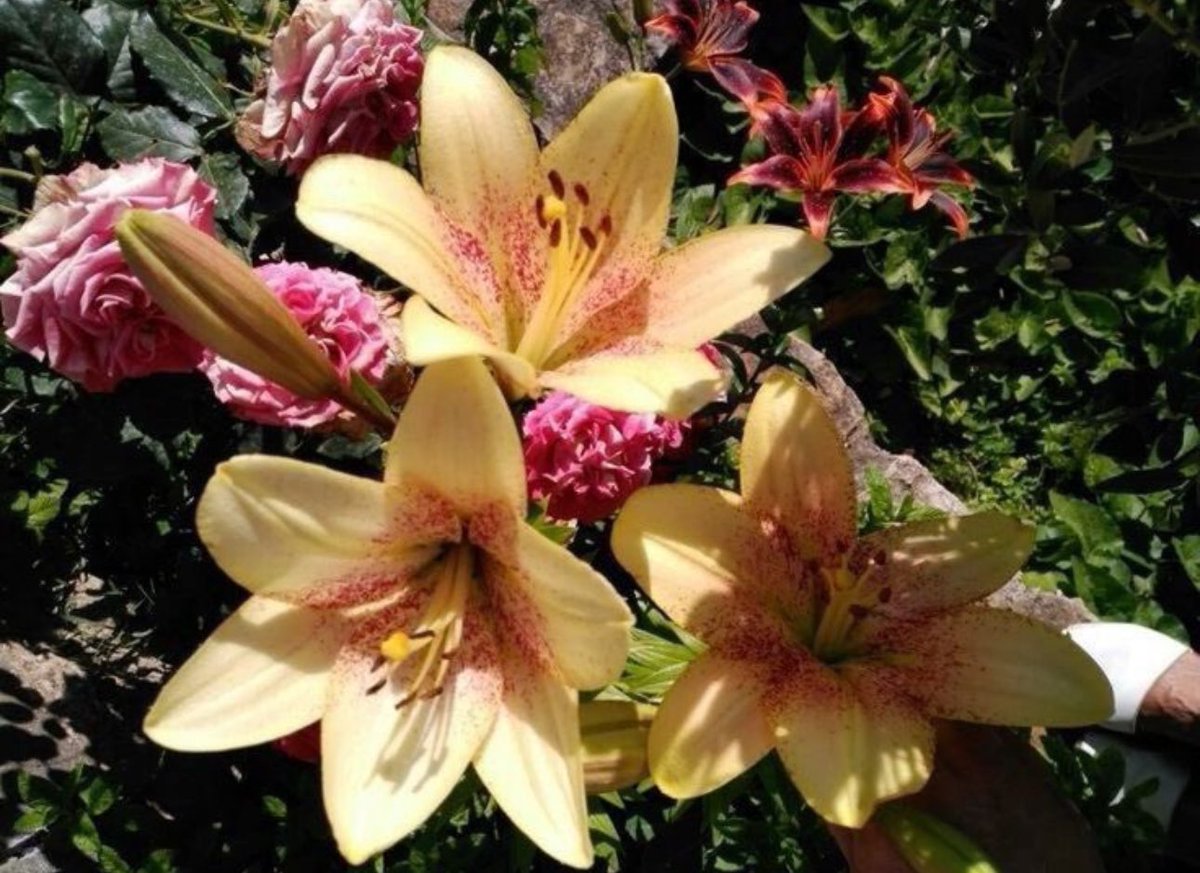 Lilies