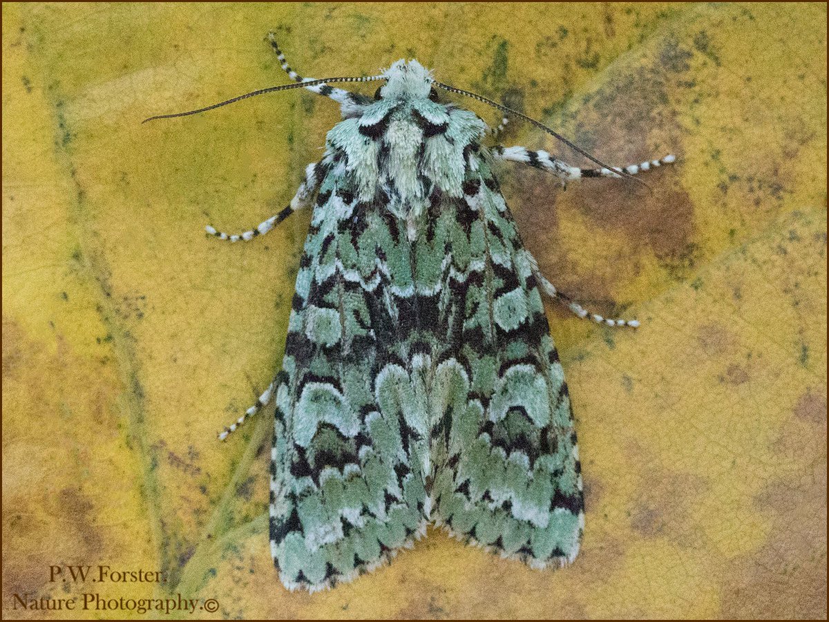 Paul Wearne Forster. A.R.P.S (@paul230156) on Twitter photo Nice to get Merveille du jour recently new one for the garden list
<a href="/teesbirds1/">teesbirds</a>
<a href="/BritishMoths/">British Moths</a>
<a href="/ynuorg/">YNU</a>
<a href="/clevelandbirds/">cleveland birds</a>
<a href="/teeswildlife/">Tees Wildlife</a>
<a href="/YWT_North/">Yorkshire Wildlife Trust - North Yorkshire</a>
<a href="/YorksWildlife/">Yorkshire Wildlife Trust - follow us on Bluesky 🦋</a>
<a href="/insectweek/">Insect Week</a>
<a href="/InsectsUnlocked/">Insects Unlocked</a>
<a href="/TheLepSoc/">TheLepSoc</a>
<a href="/RoyEntSoc/">Royal Entomological Society</a>
@BC_Yorkshi #insects @WhitbyNats #moths Nice to get Merveille du jour recently new one for the garden list
<a href="/teesbirds1/">teesbirds</a>
<a href="/BritishMoths/">British Moths</a>
<a href="/ynuorg/">YNU</a>
<a href="/clevelandbirds/">cleveland birds</a>
<a href="/teeswildlife/">Tees Wildlife</a>
<a href="/YWT_North/">Yorkshire Wildlife Trust - North Yorkshire</a>
<a href="/YorksWildlife/">Yorkshire Wildlife Trust - follow us on Bluesky 🦋</a>
<a href="/insectweek/">Insect Week</a>
<a href="/InsectsUnlocked/">Insects Unlocked</a>
<a href="/TheLepSoc/">TheLepSoc</a>
<a href="/RoyEntSoc/">Royal Entomological Society</a>
@BC_Yorkshi #insects @WhitbyNats #moths