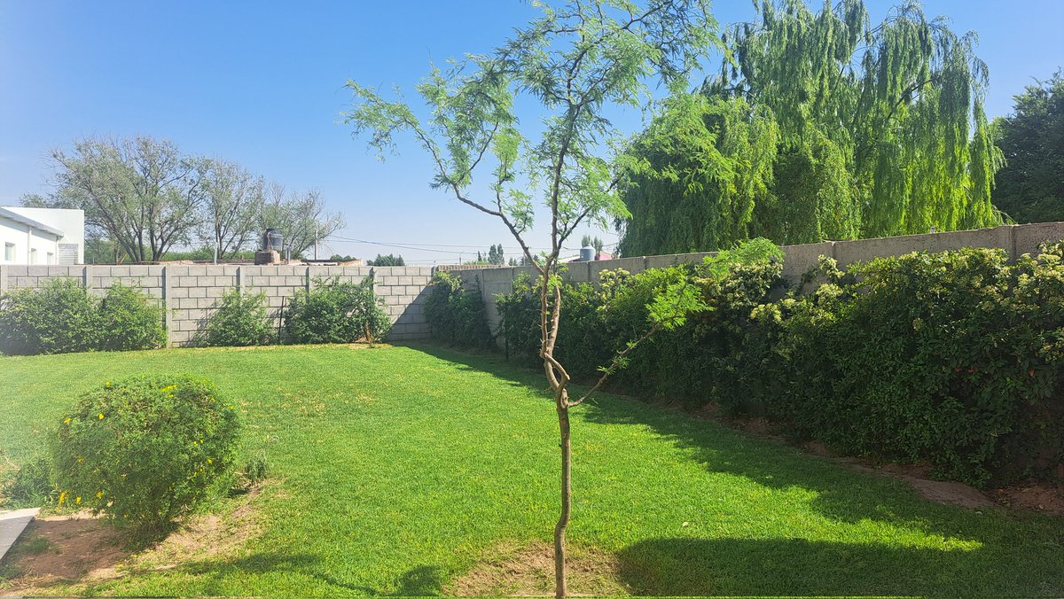 DarioPiroddi's tweet photo. @ElIncreibleYo @alejandrocsome Crataegus cubriendo todo el tapial del patio y 2 caldenes creciendo. En casa así lo esperamos al calor. Saludos desde La Pampa. https://t.co/biqn8rcAEr