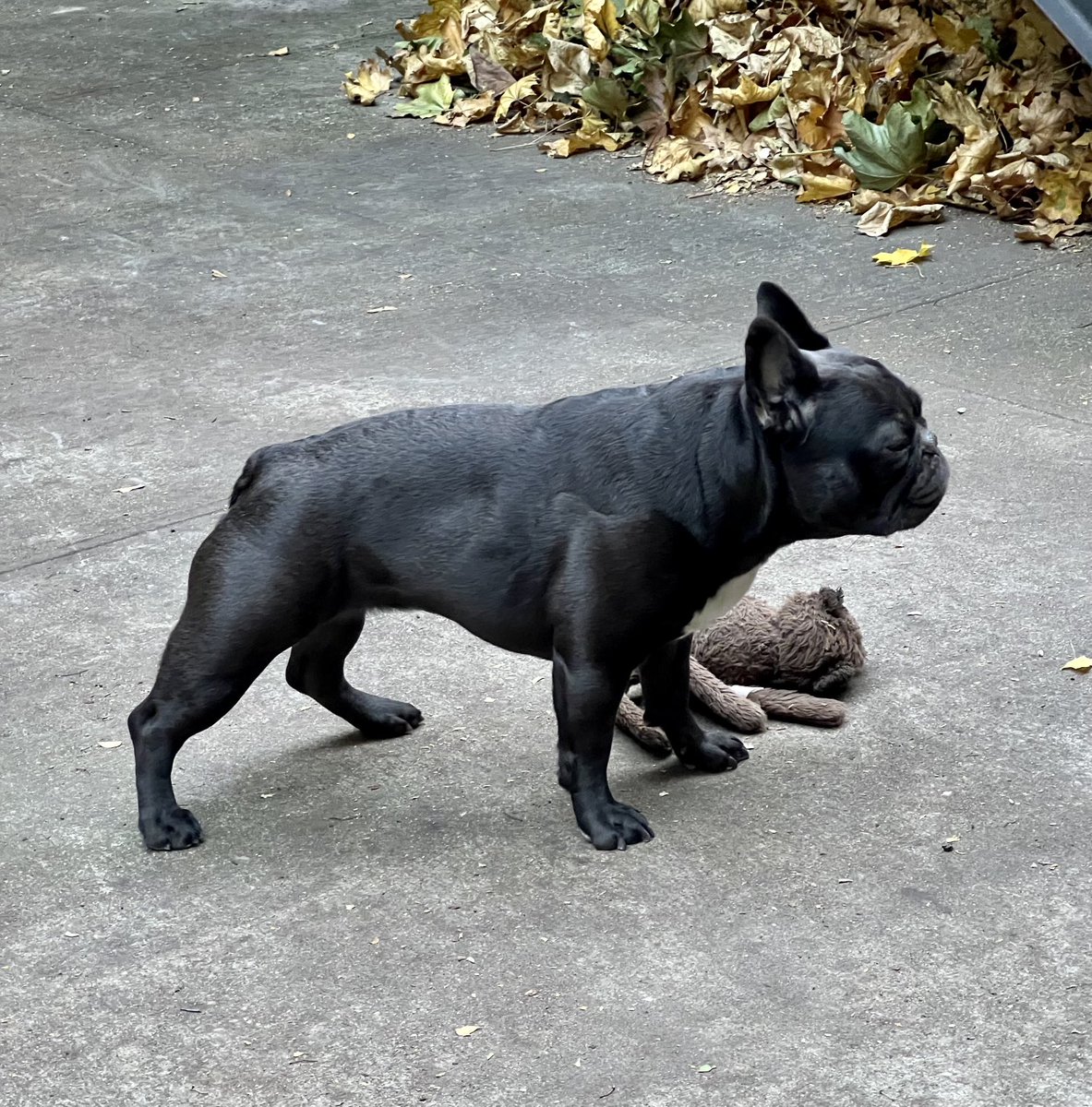 magdasawon's tweet photo. This little lady is a perfect breed standard. If you are into this kind of thing. https://t.co/Rd1HGVIaTQ