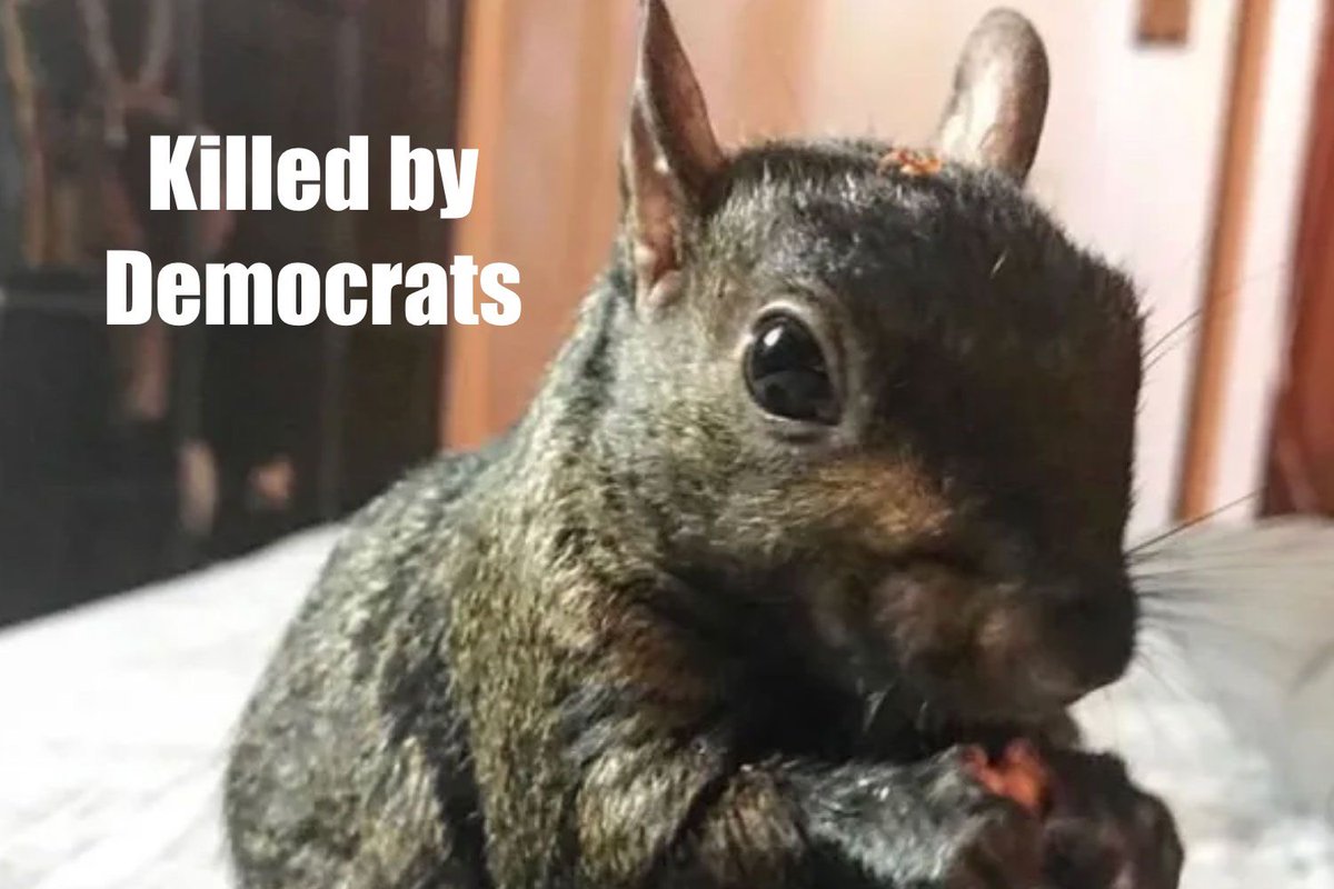 WFCPreacher's tweet image. Democrats don&apos;t like nuts apparently 

#pnut #nyc #euthanized #squirrel #pnutsquirrel #governmentoverreach #animal #Trump