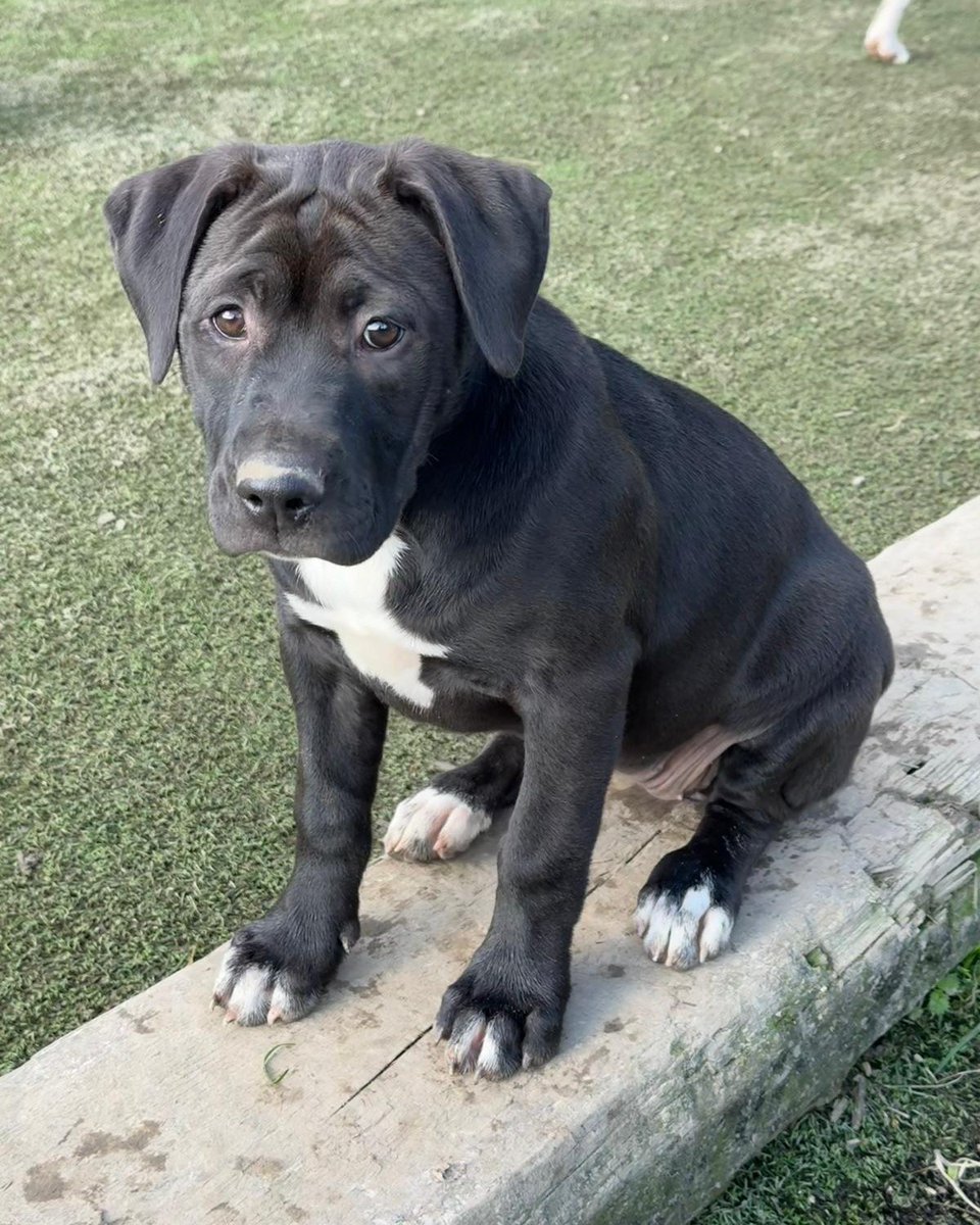 Animal Adoptions UK 🐕‍🦺🐈🐎❤️ tweet media