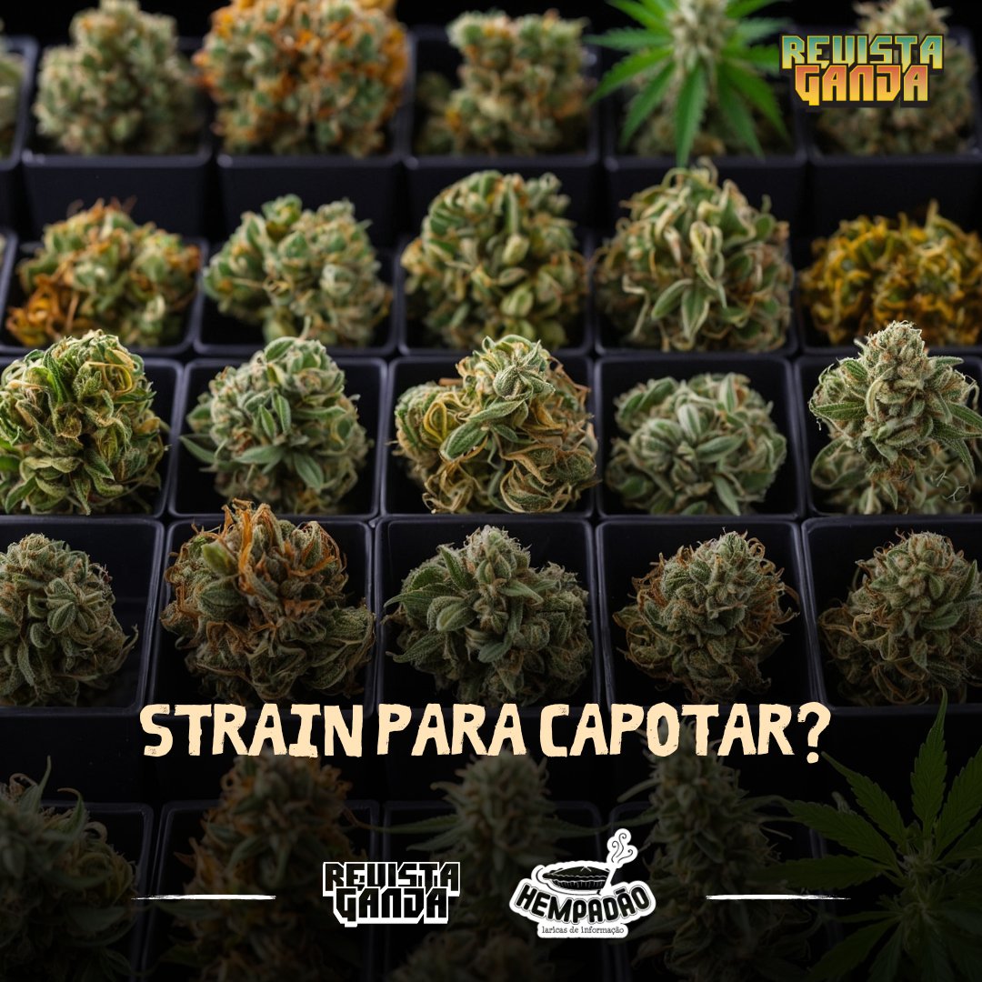 Hempadão tweet media