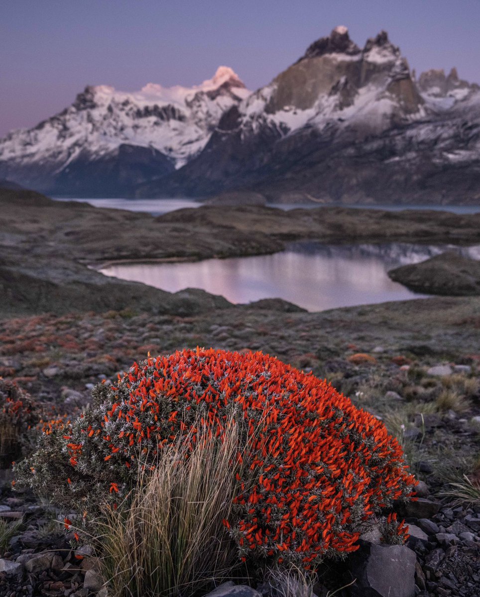 tdhalleine's tweet photo. Estamos en la mitad de la primavera en el parque nacional Torres del Paine. Se nota? #Chile 🌱 https://t.co/f6fkPm1Z72