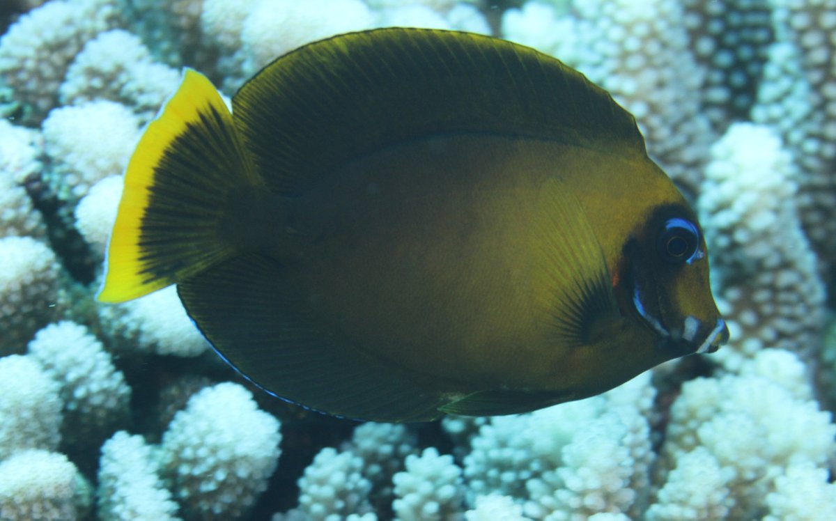 SergioFloeter's tweet image. How different can the offspring be from their parents? In reef fishes, we have many examples of juveniles that are very distinct from adults, such as in Acanthurus pyroferus. Photos from Moorea, Polynesia