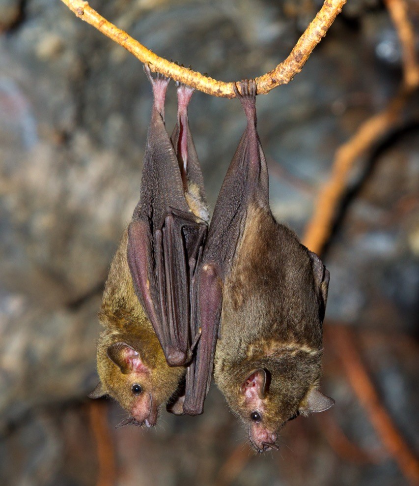 BatConIntl's tweet photo. It's cuffing season, my dudes ✌️ 

📸: Bruce D Taubert https://t.co/JkAAxrUmCZ