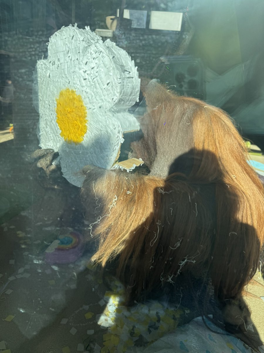 katie_blust's tweet photo. The orangutan at the @IndianapolisZoo once was poison ivy, but now she’s my daisy!! 🌼 @taylornation13 #ErasTourIndy #indianapolisTSTheErasTour https://t.co/TfGBpqKXtW