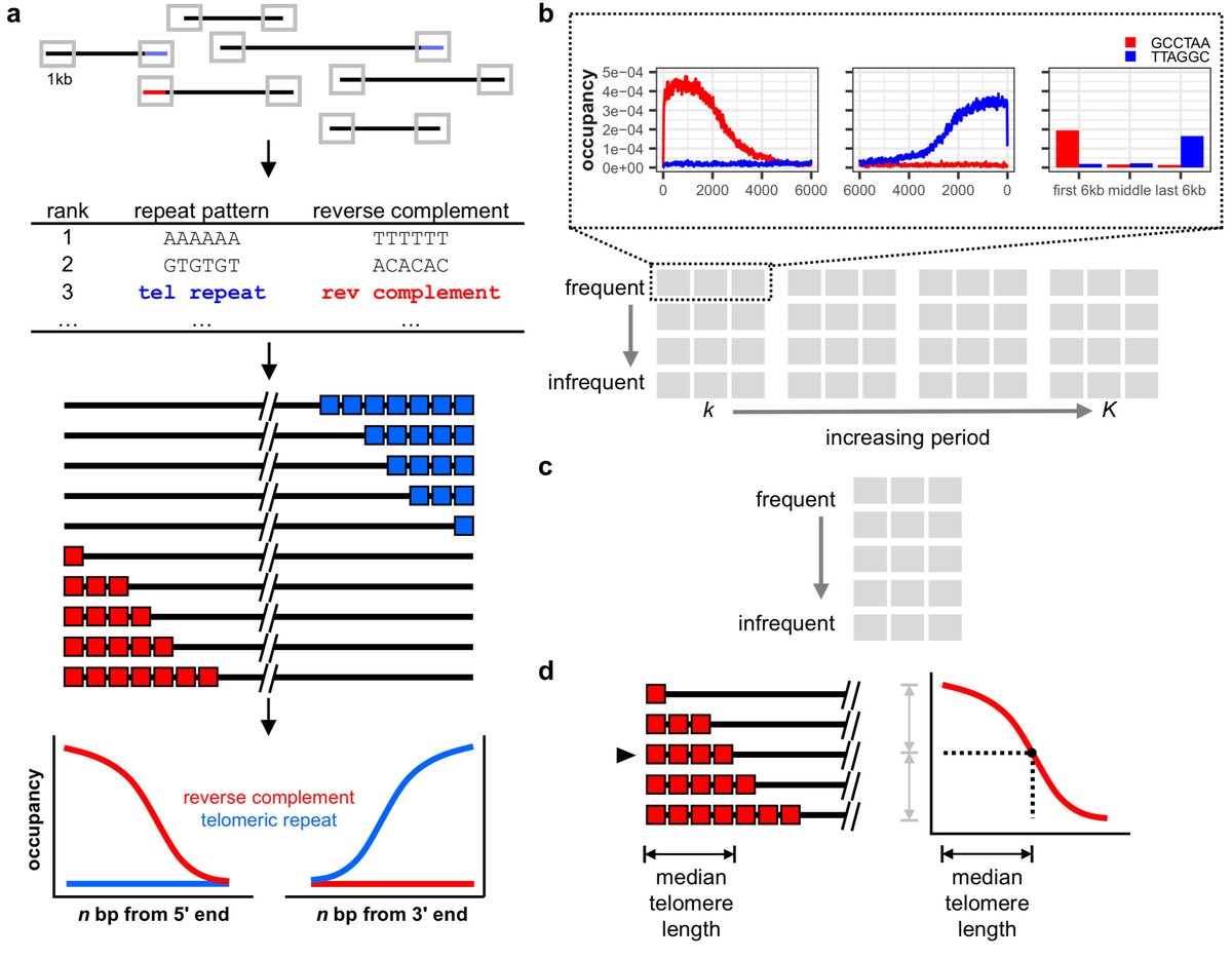 TeloSearchLR: an algorithm to detect novel telomere repeat motifs using long sequencing reads biorxiv.org/content/10.110…
