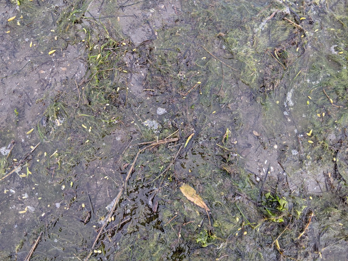 Mudflats next to tidal #wetlands can gather plenty of #carbon!  Check out the macroalgae and wetland and terrestrial plant material that piles up on these mudflats in Mission Bay, CA.  How much of this stuff ends up stored as long-term #bluecarbon stocks vs. eaten or washed away?