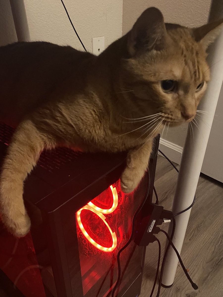 CreativeAi1's tweet photo. @iwantmyTVNOW My sweet orange boy named Glep https://t.co/6VDgAMdi12