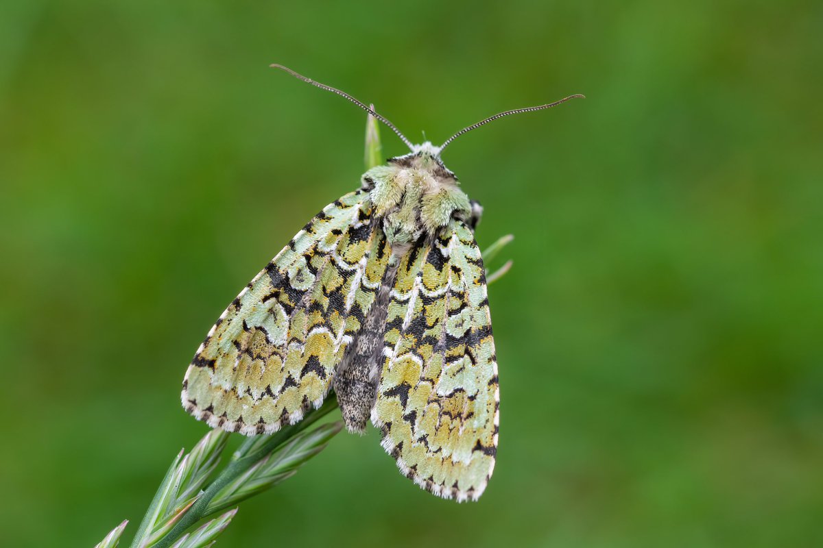 Martin Flack (@martinrflack) on Twitter photo Another 3 new moths for my Bewdley garden this week in Worcestershire; Olive-tree Pearl (3), Rusty-dot Pearl (2) and Varied Ochre, plus my favourite moth, Merveille du Jour, 3 last night #teammoth #MothsMatter <a href="/BritishMoths/">British Moths</a> Another 3 new moths for my Bewdley garden this week in Worcestershire; Olive-tree Pearl (3), Rusty-dot Pearl (2) and Varied Ochre, plus my favourite moth, Merveille du Jour, 3 last night #teammoth #MothsMatter <a href="/BritishMoths/">British Moths</a>