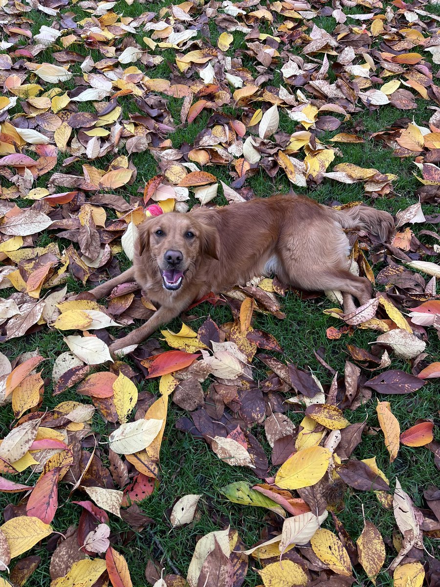 FindTransfers's tweet image. Happy November from the office dog!