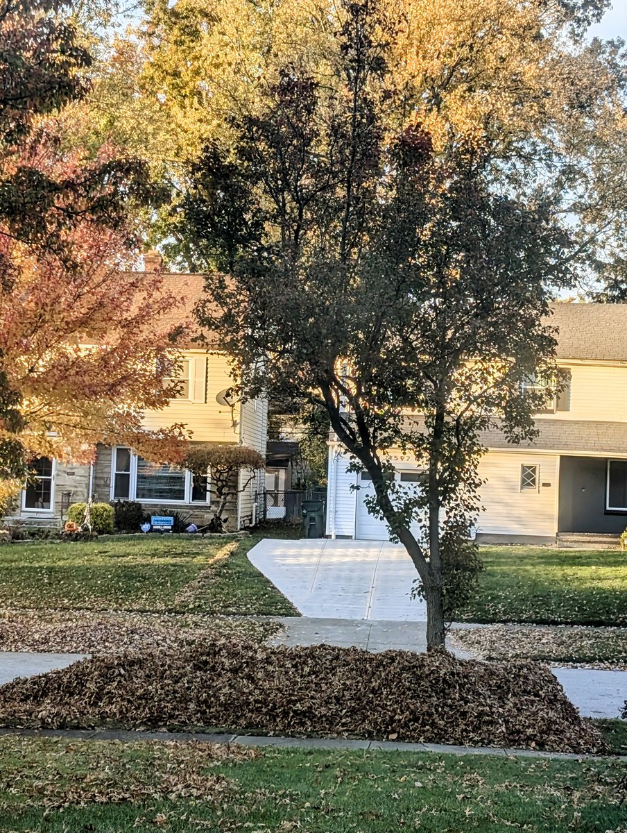 BrownsFanGurl's tweet image. First #leafpile of the season. #autumnfalls commence the napping 😂🤣