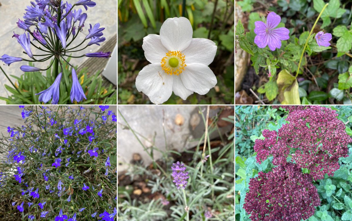 Vandaag 2 november en nog prachtige bloemen in onze tuin.