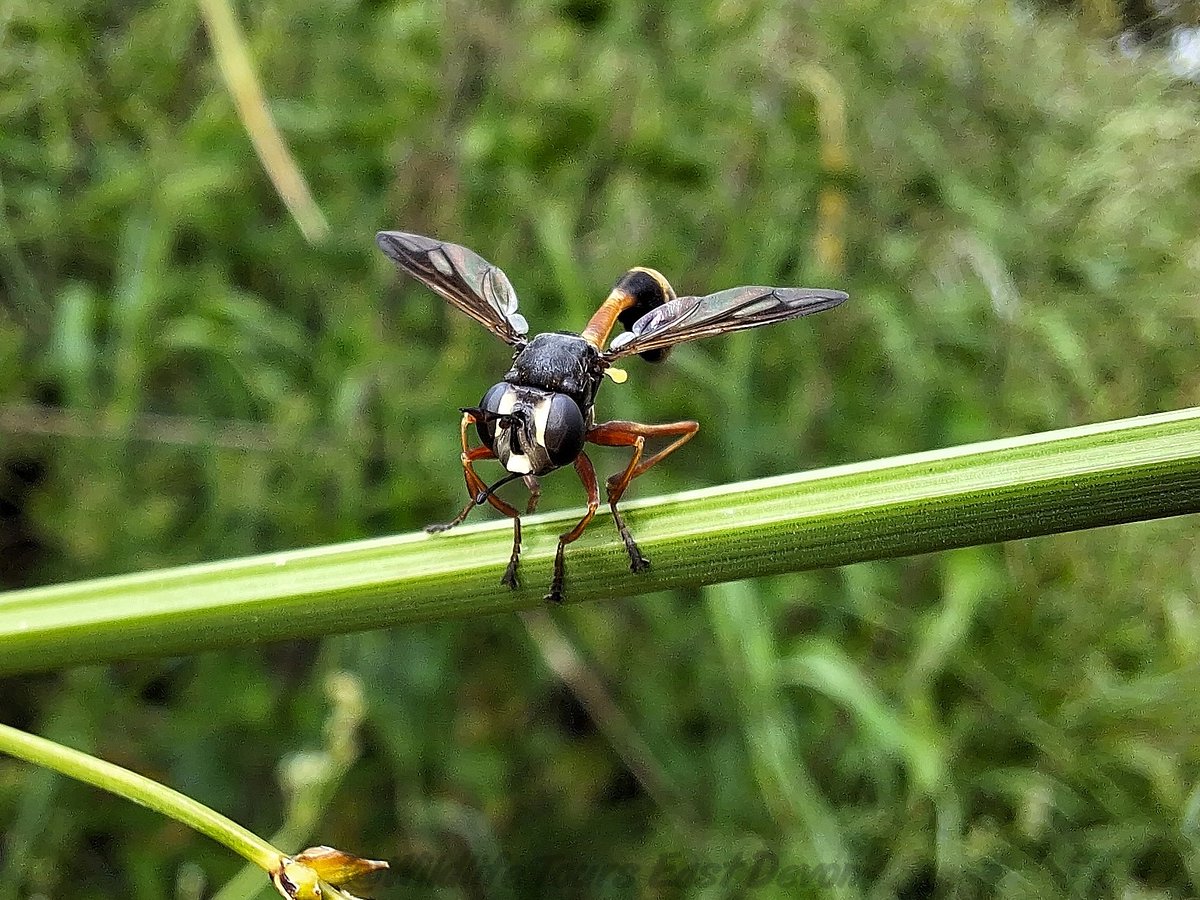 Geckoo76's tweet photo. The Waisted Beegrabber , Physocephala rufipes, has the thinnest waist amongst our flies. Like other beegrabbers they target bees or bumblebees and lay their egg on them. The larva then develops inside the bee. https://t.co/nnEYkB64jm