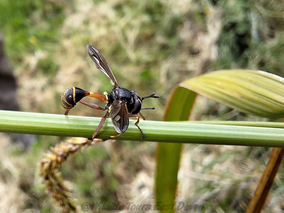 Geckoo76's tweet photo. The Waisted Beegrabber , Physocephala rufipes, has the thinnest waist amongst our flies. Like other beegrabbers they target bees or bumblebees and lay their egg on them. The larva then develops inside the bee. https://t.co/nnEYkB64jm
