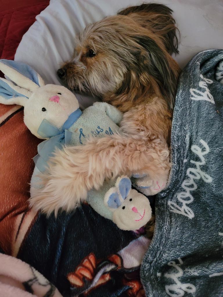 IamBoogie's tweet photo. I wanted to share a special message. When Boogie was born almost 17 years ago, I would sing Jesus Loves Me to him every day before he even opened his eyes. A little time passed, and he began to sing it with me with me. His X page will still be here. He lubs his furriends always. https://t.co/F5416V8VvY