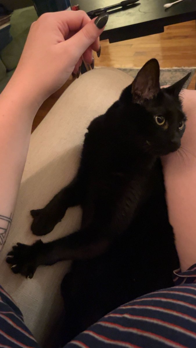 peepeehotdog's tweet photo. would you believe me if i told you she used to be feral https://t.co/3yU4jYCY3M