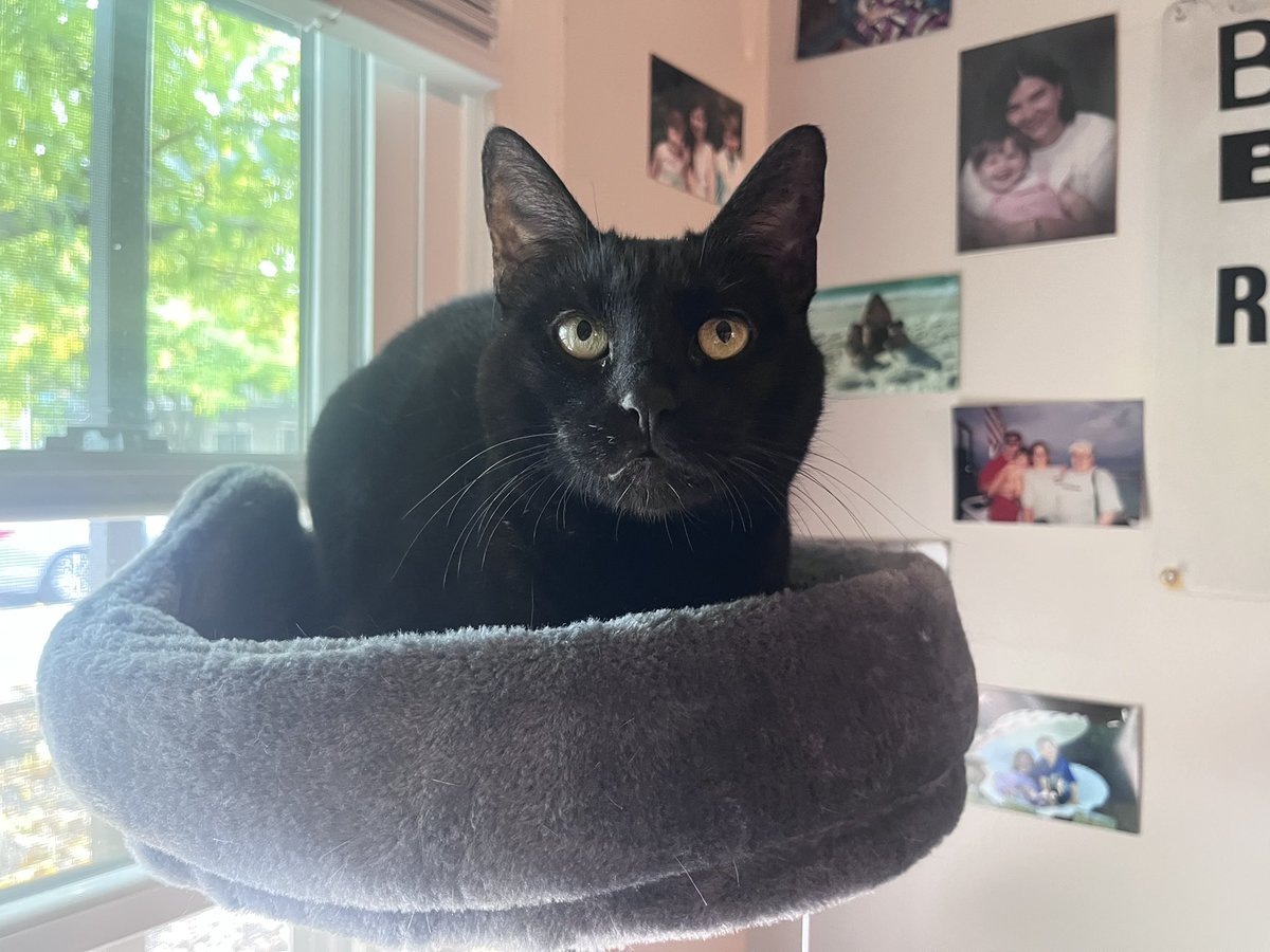 peepeehotdog's tweet photo. would you believe me if i told you she used to be feral https://t.co/3yU4jYCY3M