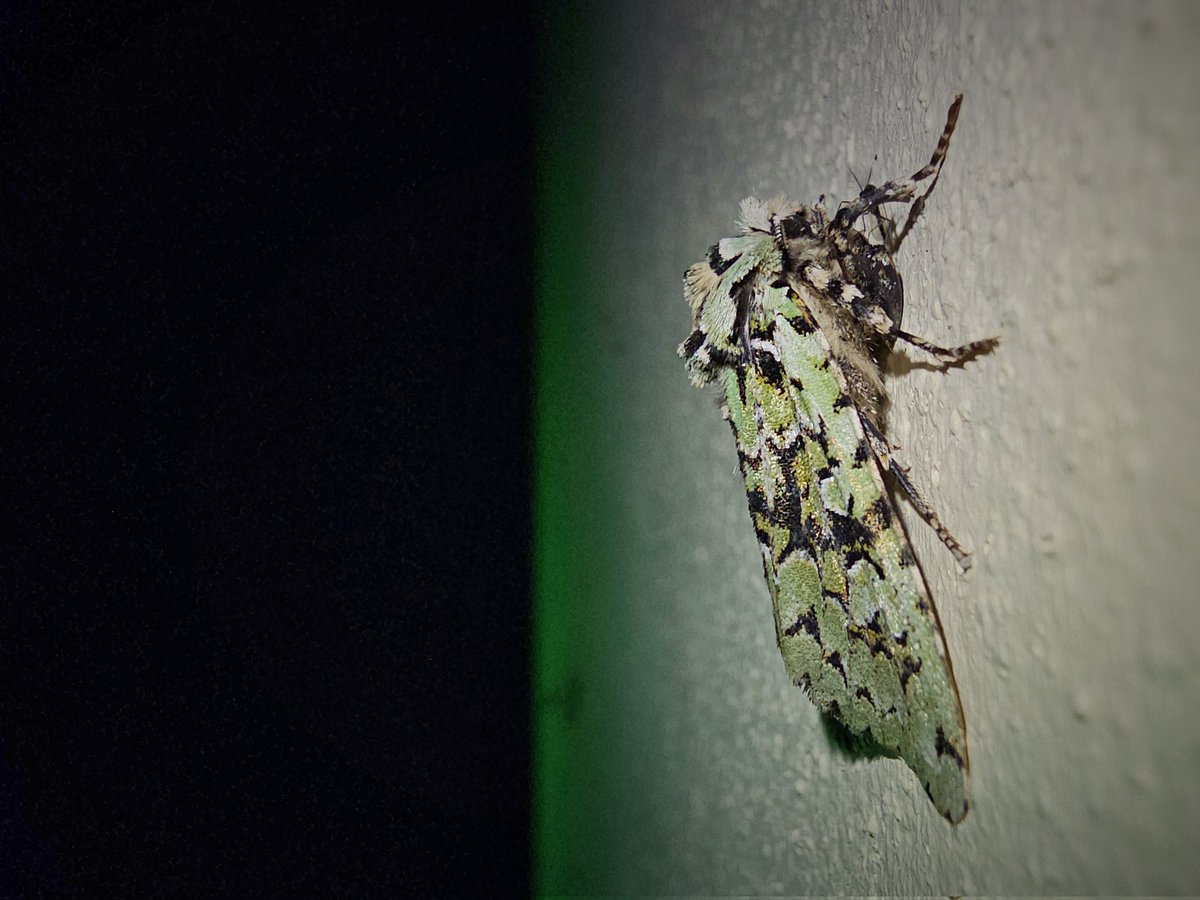 Tom Lowe (@saloplarus) on Twitter photo Two Mervs and a Rusty-dot Pearl on the wall by the #mothtrap currently... 😍 #mothsmatter <a href="/MigrantMothUK/">Migrant Lepidoptera</a> Two Mervs and a Rusty-dot Pearl on the wall by the #mothtrap currently... 😍 #mothsmatter <a href="/MigrantMothUK/">Migrant Lepidoptera</a>
