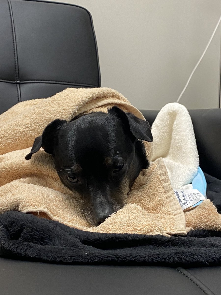 LocoLexa's tweet photo. Hey @GoldenKnights can you guys send lots of goals in net for tonight’s game and win? This little #VegasBorn Knight is at the ER fighting for his life! We could use some good luck and prayers for a speedy recovery 🐶 https://t.co/p0dVZeJE3A