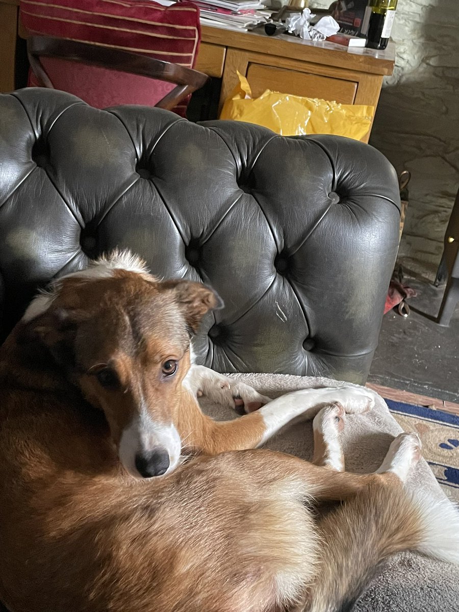 Chrissi25105065's tweet photo. @Julie11869454 @MillieKarma @littlemore20 Mya wants to know if she can join the #WelshCollie Club? https://t.co/vf7Hcss088