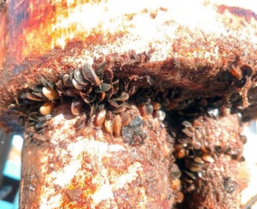 musseldogs's tweet photo. Unfortunately there is a new invasive mussel in North America. GOLDEN MUSSEL. https://t.co/gDUlIcu2mY