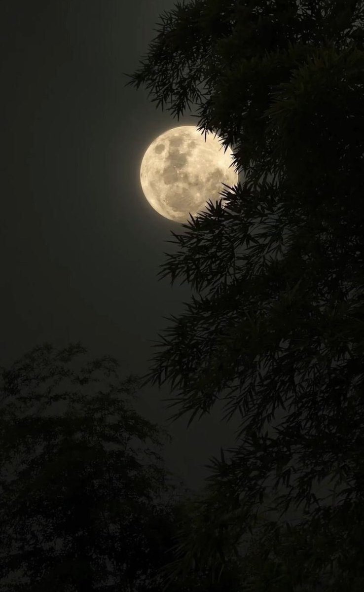 ترى القمر ما يكتمل زينه سوى نصف الشهر
"و أنتي طوال  العمّر  كله  كامله و مكملْه