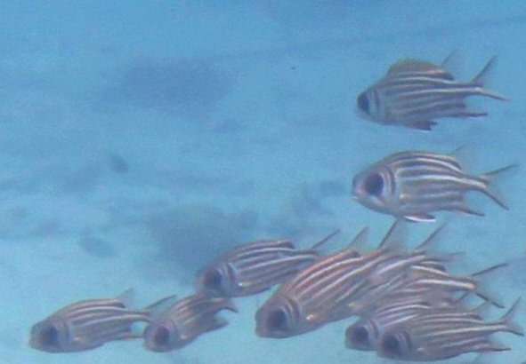 Somewhere under the sea in Terengganu (Malaysia 🇲🇾).
🐟 🐟 🐟
Photograph by our loved and too soon departed Lorenzo Borella <a href="/lorenzobore/">Lorenzo Borella</a> on this day of remembrance #DiaDeLosMuertes