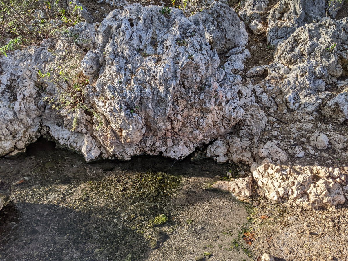Arid southern Jamaica's #mangroves can be tall and lush like the red mangroves growing (middle distance) along a creek fed by this freshwater spring, but, just meters away (foreground), the soil is hypersaline and only stunted black mangroves and small halophytes survive.