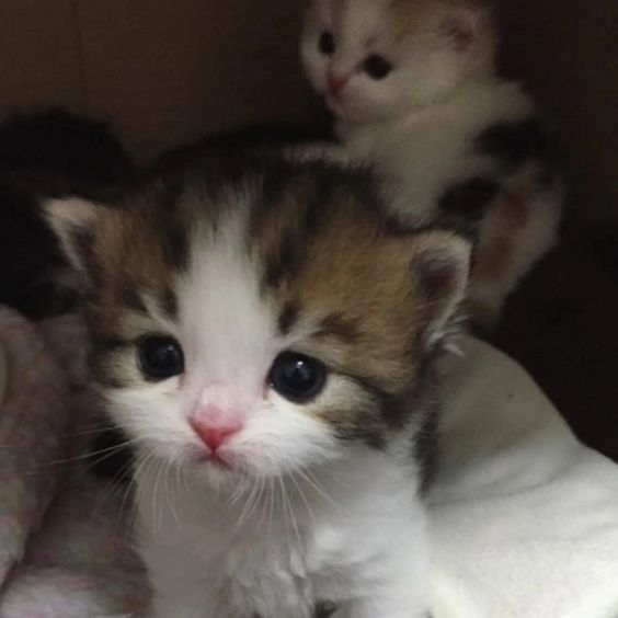 LauGuzmans's tweet image. Rankeds NA w/@GambiiValo 
twitch.tv/lauguz_
#MYVRAMOS