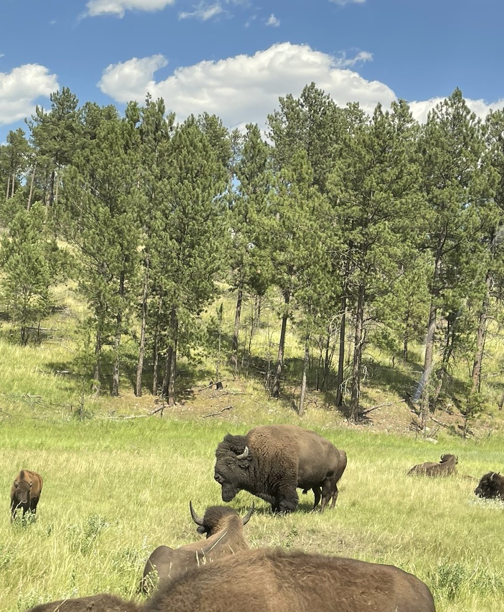 It's #NationalBisonDay! The nımí·pu· (Nez Perce), like many other tribes, relied on bison as a resource in many ways. Traditionally, they stopped in the Big Hole Valley to replenish &amp; restore on their way to hunt in bison country. Check out the BLA, signed in 2016, for more info!