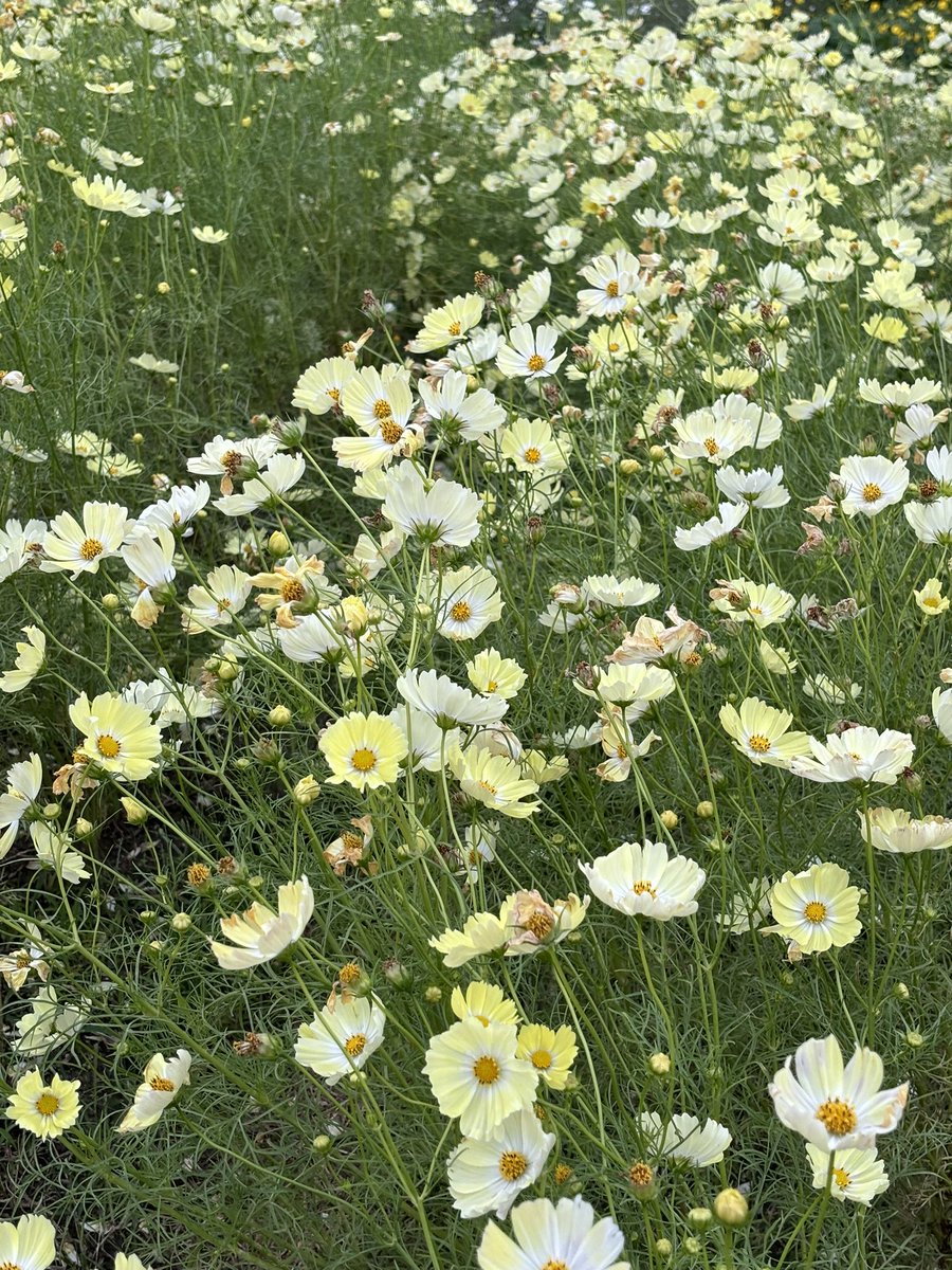 LocationShining's tweet photo. 箒木と秋桜 https://t.co/INshSD90Hu
