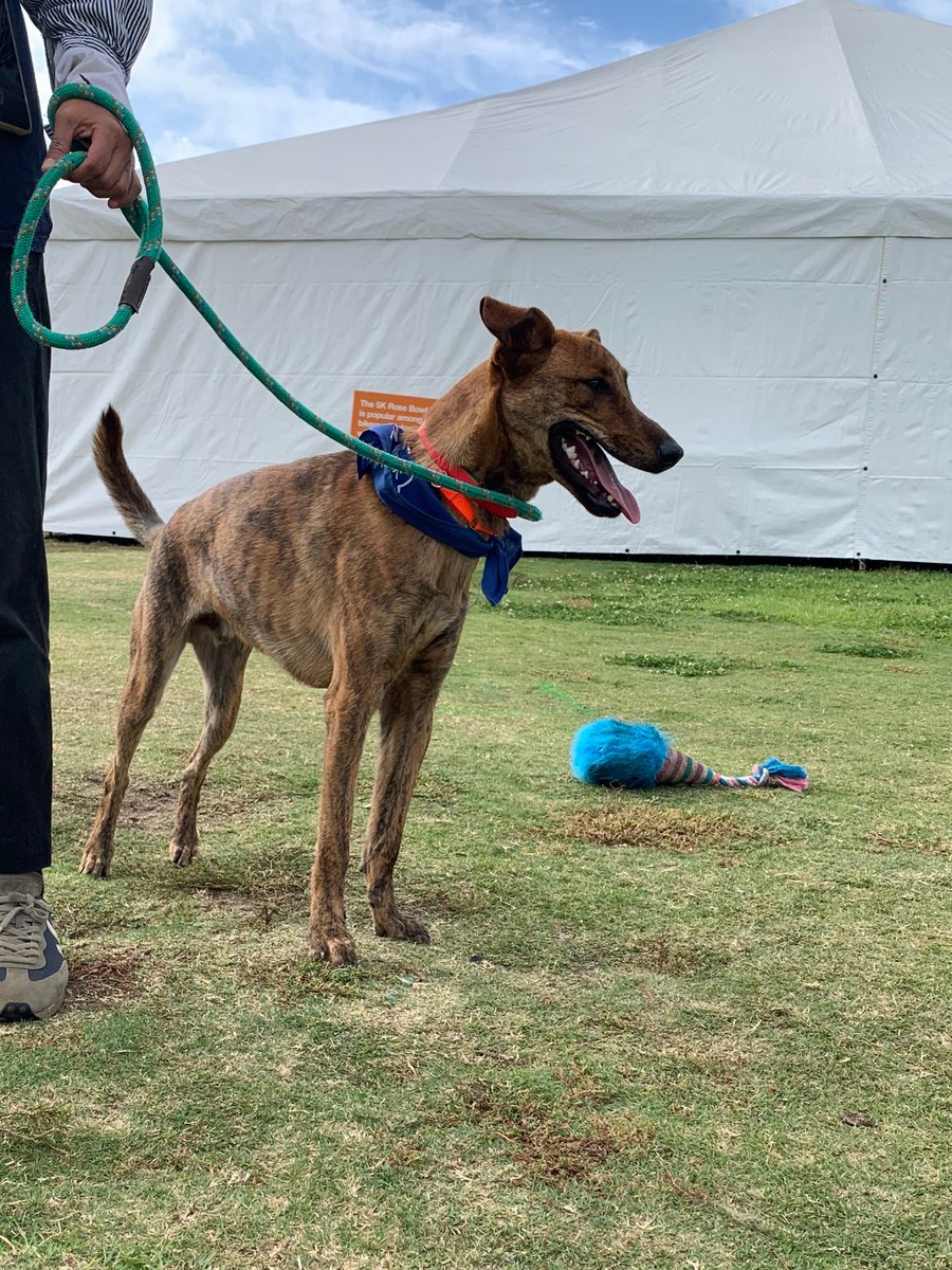 Rescuealldogs's tweet photo. Day 1 of the Best Friends LA Super Adoption at the Rose Bowl in Pasadena was so fun! https://t.co/brGOhqe2CW