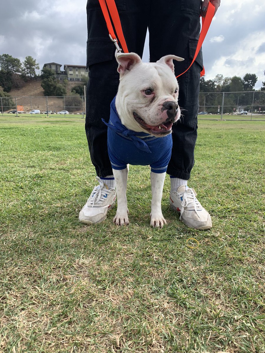 Rescuealldogs's tweet photo. Day 1 of the Best Friends LA Super Adoption at the Rose Bowl in Pasadena was so fun! https://t.co/brGOhqe2CW