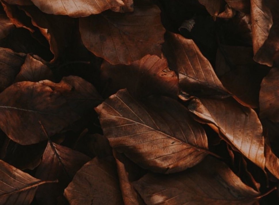_Aaysn_'s tweet photo. 🍂 https://t.co/fdFXjQcRwl